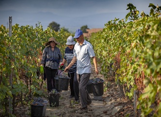 რთველი კახეთში, ტრადიციულად, დედოფლისწყაროს მუნიციპალიტეტიდან დაიწყო