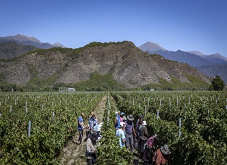 19 სექტემბრის მონაცემებით, კახეთის რეგიონში გადამუშავებულია 64 ათასი ტონა ყურძენი