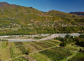 რაჭაში რთველი დაიწყო