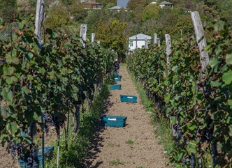 რთველი რაჭაში აქტიურ ფაზაშია