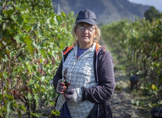8 ოქტომბრის მდგომარეობით, კახეთში გადამუშავებულია 206 540 ტონა ყურძენი