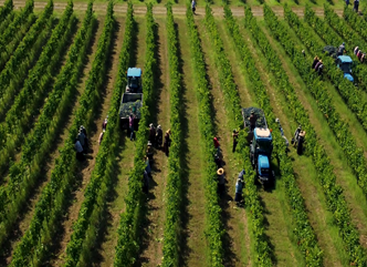 11 სექტემბრის მონაცემებით, კახეთის რეგიონში 24 ათასამდე ტონა ყურძენია გადამუშავებული