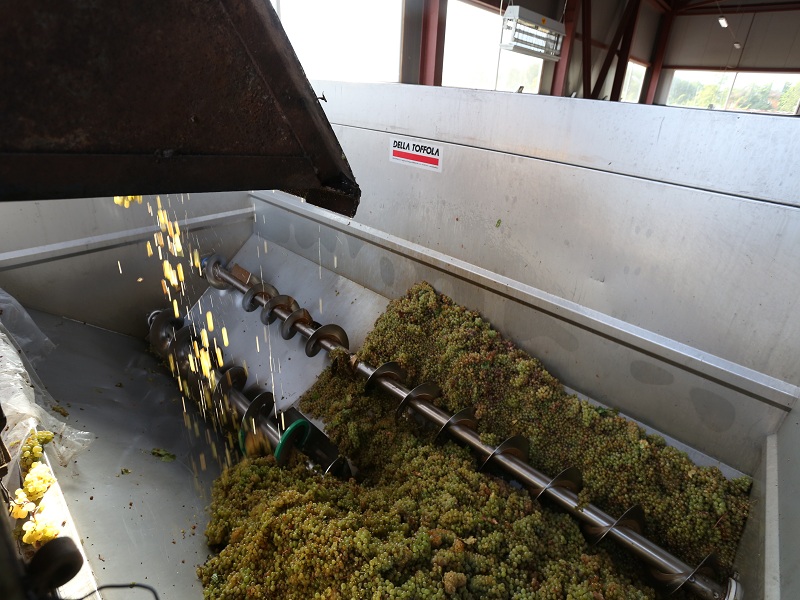 რთველი კახეთში შეფერხების გარეშე მიმდინარეობს