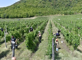 As of September 11, within the framework of the 2023 vintage, up to 40,000 tons of grapes have been processed