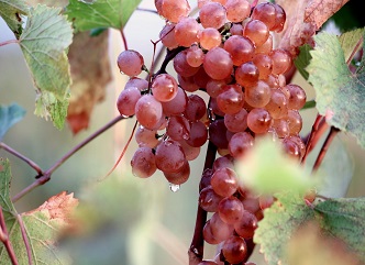 Levan Mekhuzla: "During the 2025 harvest season, the state will purchase high-quality and low-quality grapes at different prices."