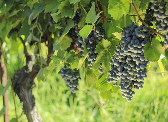 An Additional Hotline Will Be Launched During the 2025 Harvest Process