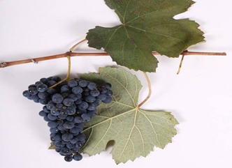 The number of protected designation of origin wines registered in Georgia has increased to 33; "Sazano Otskhanuri" has been added to the list.