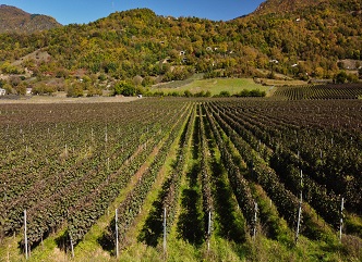 The Government of Georgia has reviewed and approved the draft law on “Amendments to the Law of Georgia on Vine and Wine.”