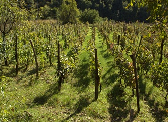 “The practice of granting consent for the cultivation of vineyards is in effect in all wine-producing countries of the European Union”- Levan Mekhuzla