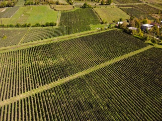 Updating of vineyard cadastral data continues - National Wine Agency