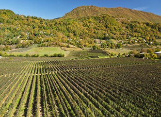 Owners of Newly Cultivated Industrial Vineyards Must Register by May 1