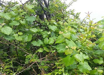 Wild grapevine research activities continue within the framework of the Georgian Vine and Wine Culture Research Scientific Project