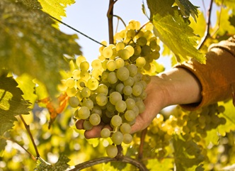 Winegrower Gocha Berekashvili: A sapling purchased from a qualified nursery guarantees that the vine will be healthy, that I will grow quality grapes from it, and that I will have quality wine
