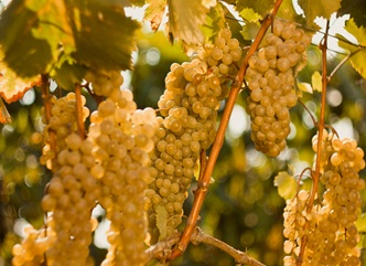The Grape Harvest in Kakheti Traditionally Began in Dedoplistskaro Municipality 