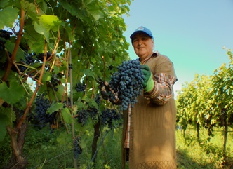 Up to 32,000 Tonnes of Grapes Processed Across Kakheti