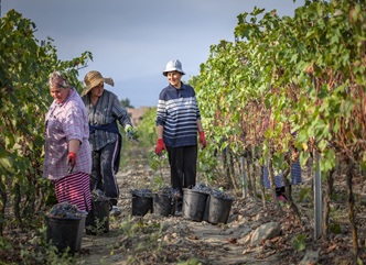 Grape Harvest in Kakheti Reaches Its Peak 