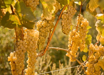 71,700 Tonnes of Grapes Processed in Kakheti as of 26 September 