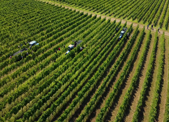 85,800 Tonnes of Grapes Processed in Kakheti as of 27 September 