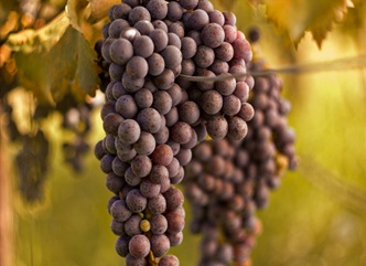 As of 28 September, Nearly 100 Thousand Tonnes of Grapes Have Been Processed in Kakheti