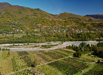 The Grape Harvest Has Begun in Racha Region 