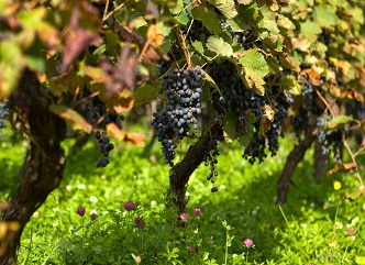 რაჭაში რთველი დაიწყო