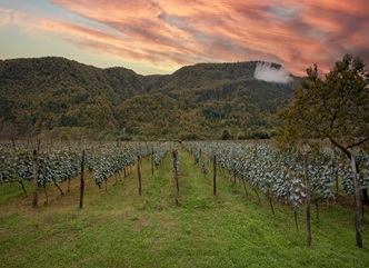 რაჭაში რთველი სრულდება