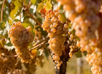 რთველი აქტიურად გრძელდება კახეთსა და რაჭაში